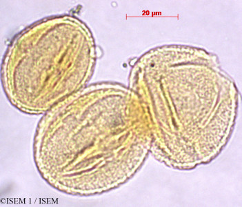 ISEM 1/Oreopanax_rusbyi_29465/Oreopanax_rusbyi_29465_0001(copy)_thumb.jpg